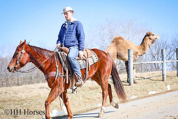 beginner-quarter-horse