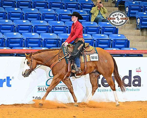 halter-paint-horse