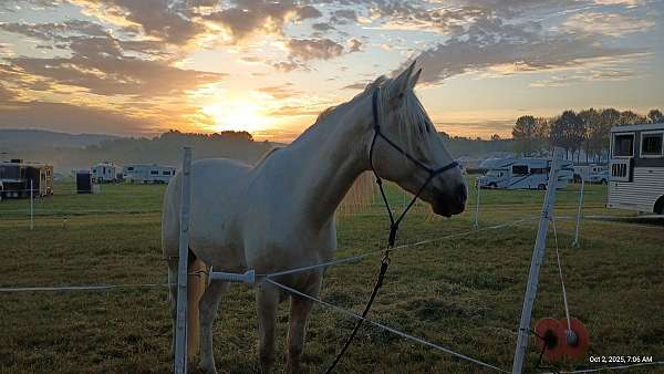 camping-kentucky-mountain-horse