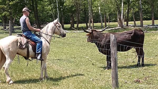 forever-kentucky-mountain-horse