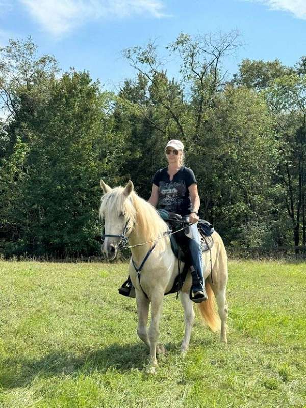 full-kentucky-mountain-horse