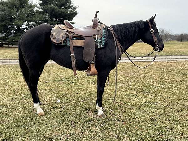 all-around-quarter-horse