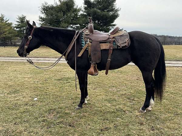 beginner-quarter-horse