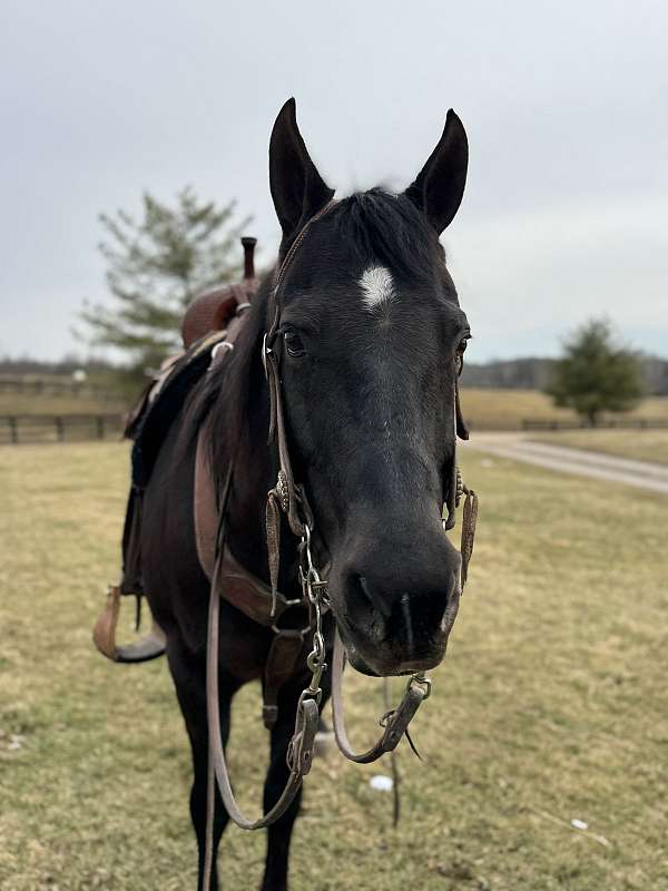 breeding-quarter-horse