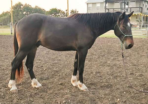 athletic-draft-horse