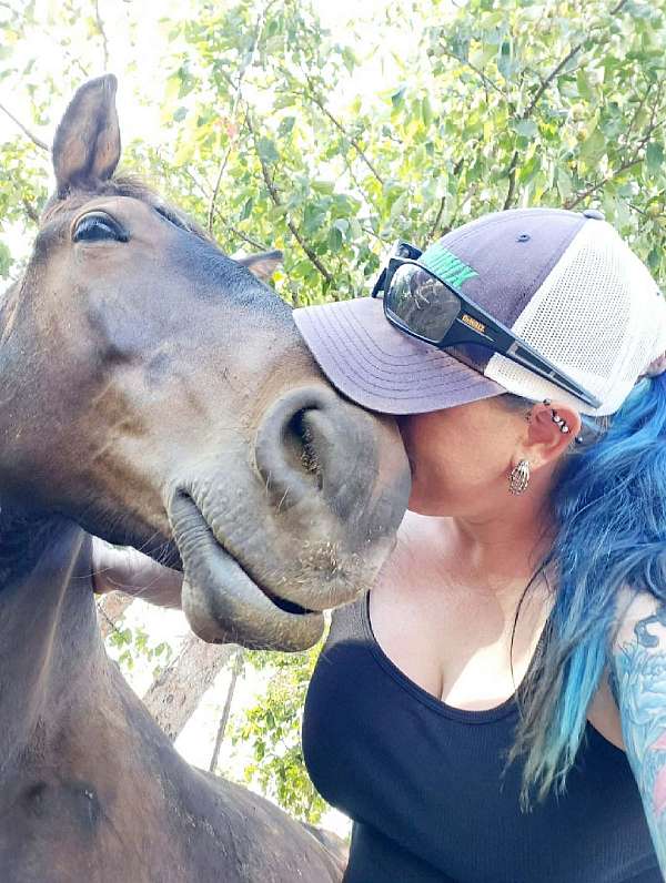 draft-horse