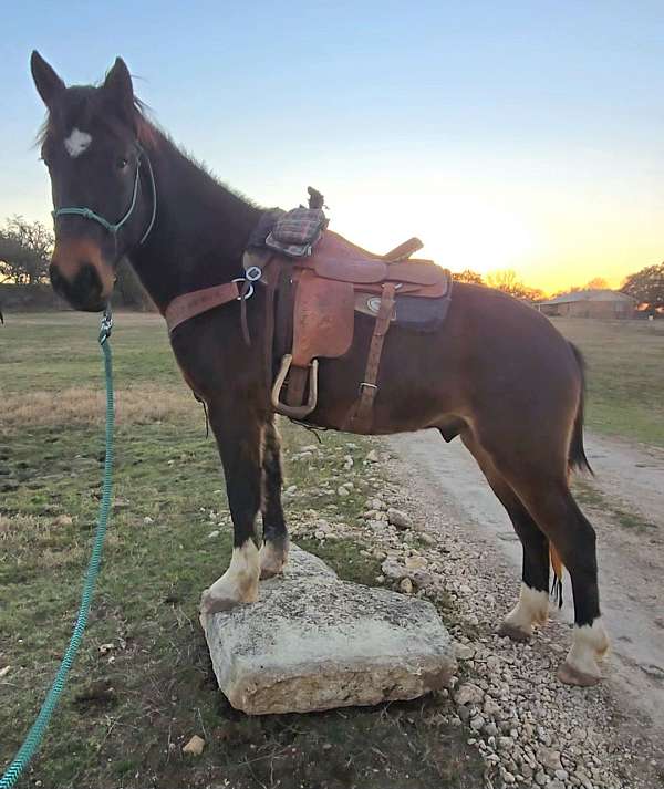 dressage-draft-horse