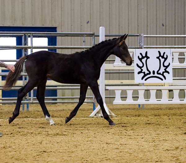 eventing-futurity-eligible-trakehner-horse