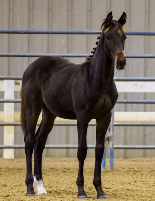 bay-eventing-futurity-eligible-horse