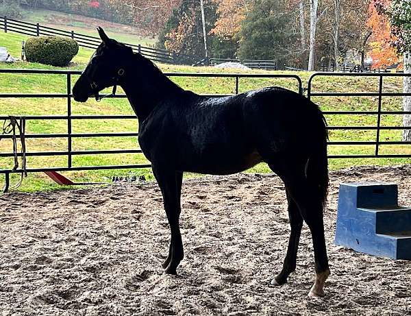 eventing-futurity-eligible-colt