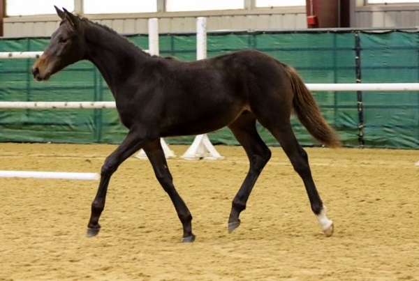 eventing-futurity-eligible