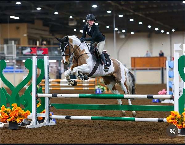 all-around-paint-horse