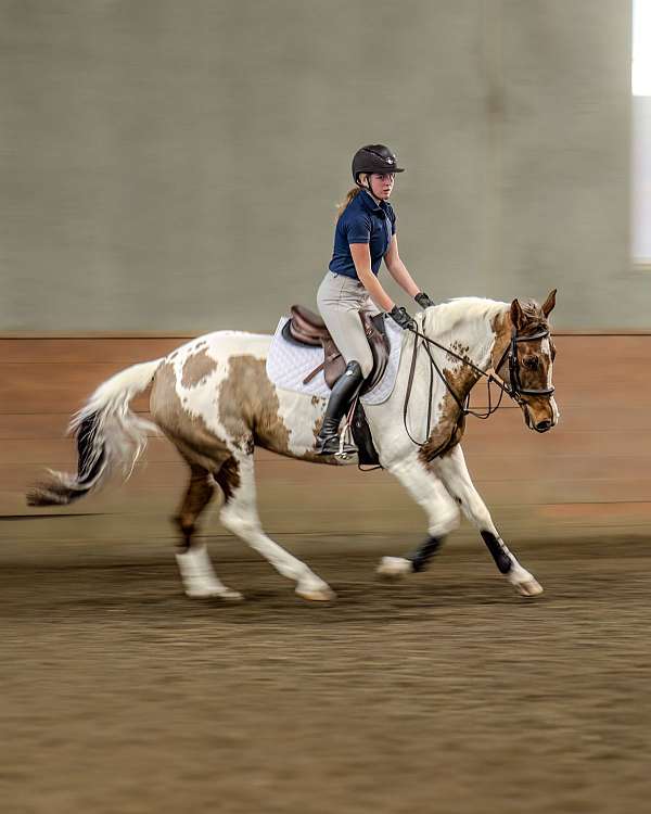 dressage-paint-horse