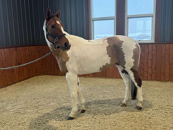 eventing-paint-horse