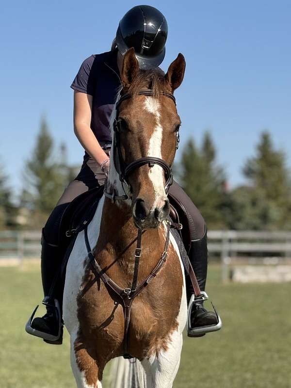 experienced-paint-horse