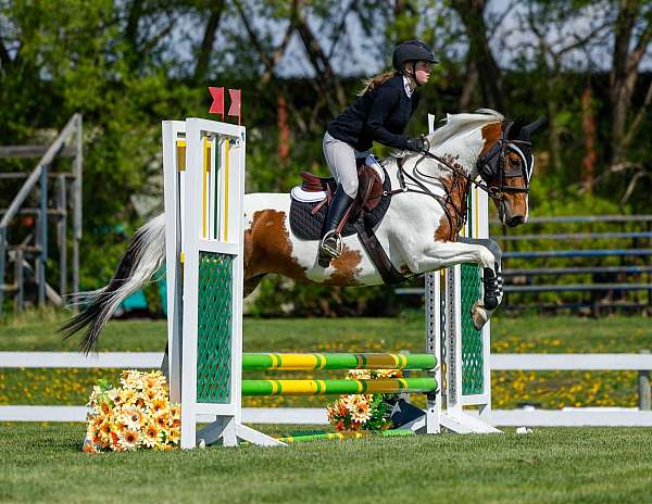 flashy-paint-horse