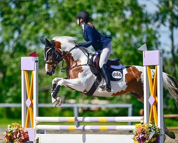 hunter-paint-horse