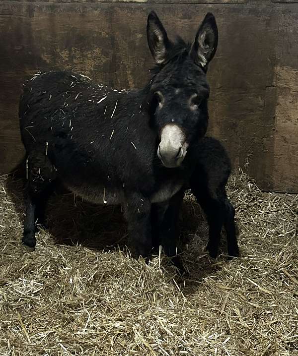 donkey-mare