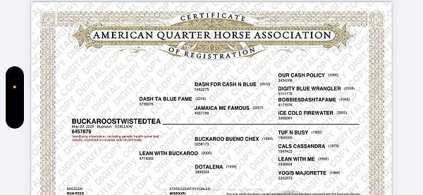 buckskin-roan-colt
