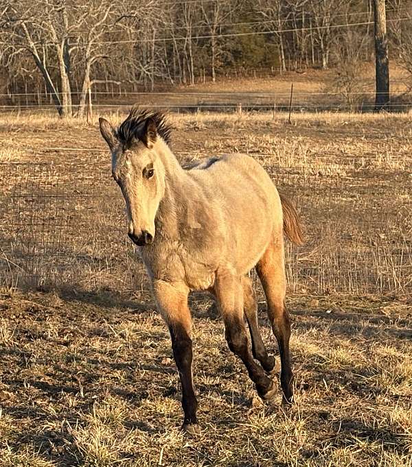 quarter-horse-colt