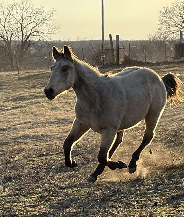 quarter-horse-for-sale
