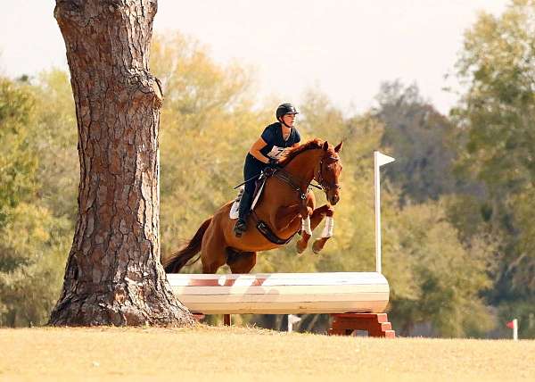 schooling-show-gelding