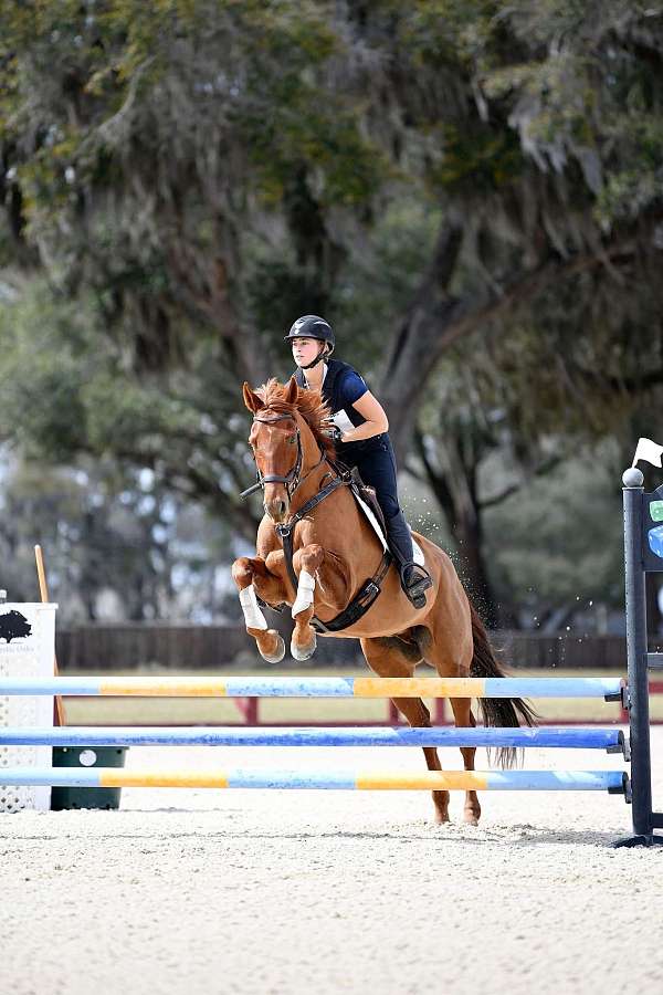 sport-prospect-gelding