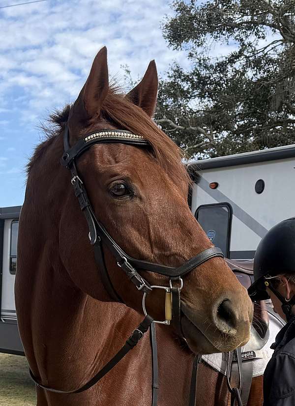chestnut-star-horse
