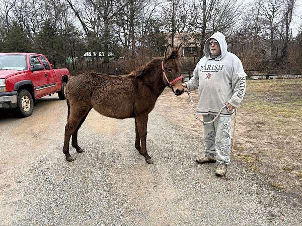 brown-mule-filly