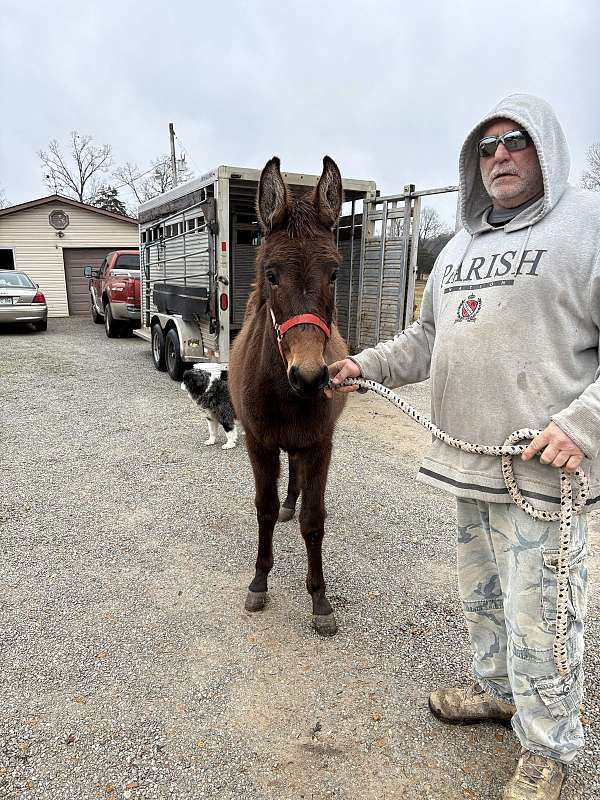 brown-none-horse