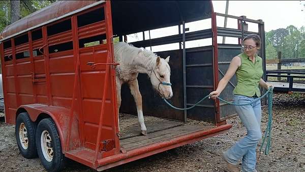 palomino-four-socks-a-blaze-horse