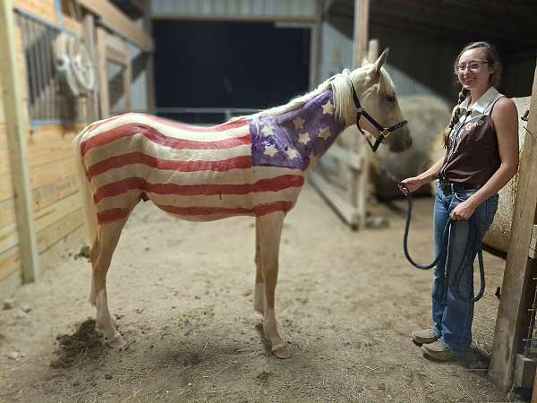 four-socks-a-blaze-horse