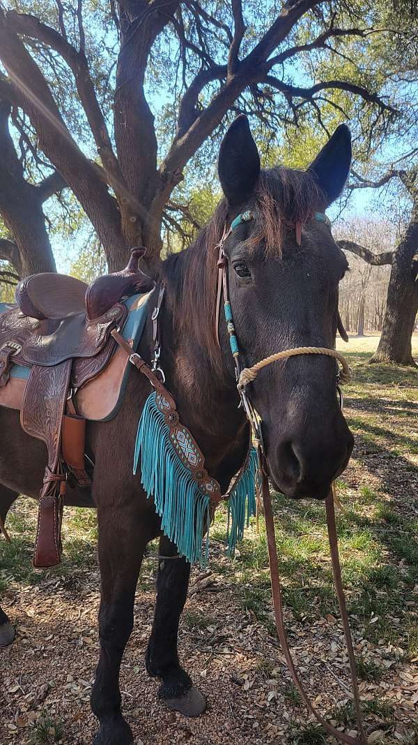 mustang-gelding