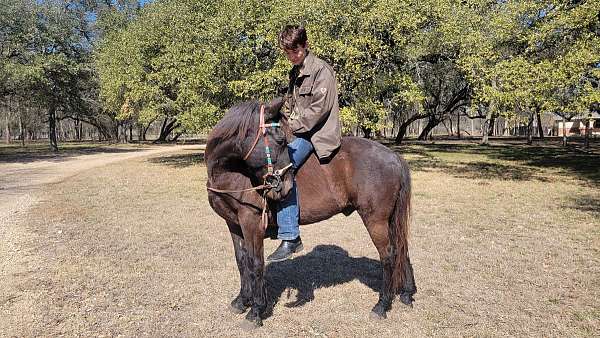mustang-horse-for-sale