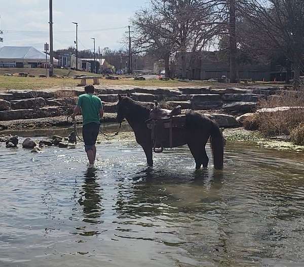 mustang-horse