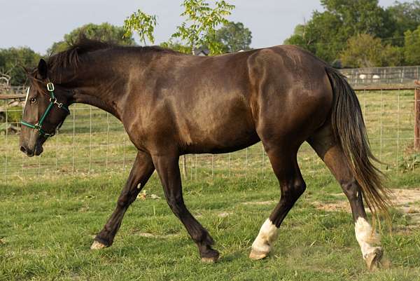 2-white-hinds-horse
