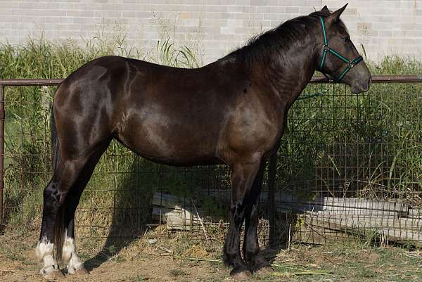 2-white-hinds