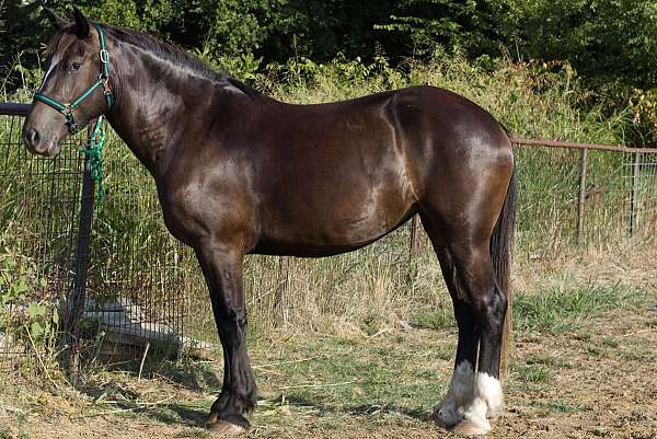 bay-roan-2-white-hinds-horse