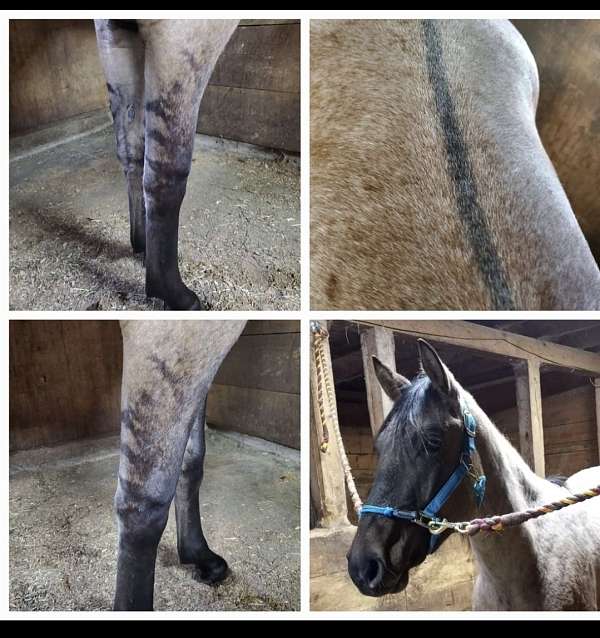 grulla-roan-aqha-mare
