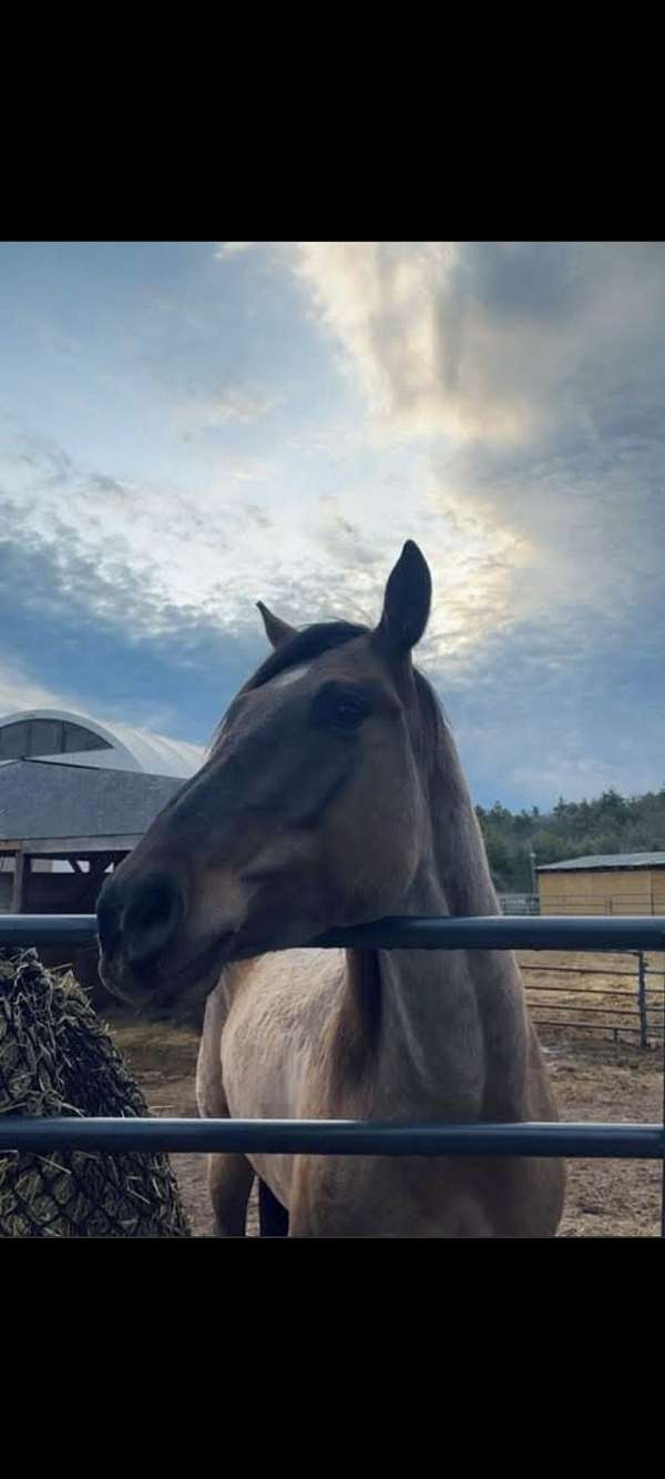 grulla-roan-mare-for-sale