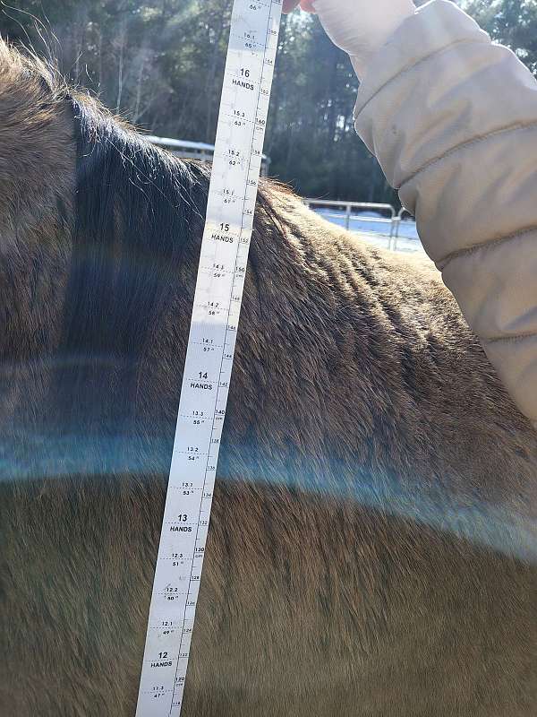 grulla-roan-horse-for-sale