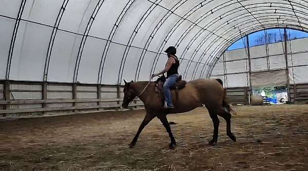 and-more-quarter-horse
