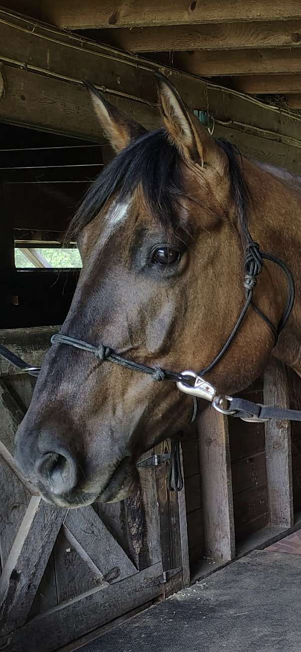 aqha-quarter-horse