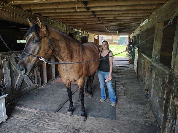 back-quarter-horse