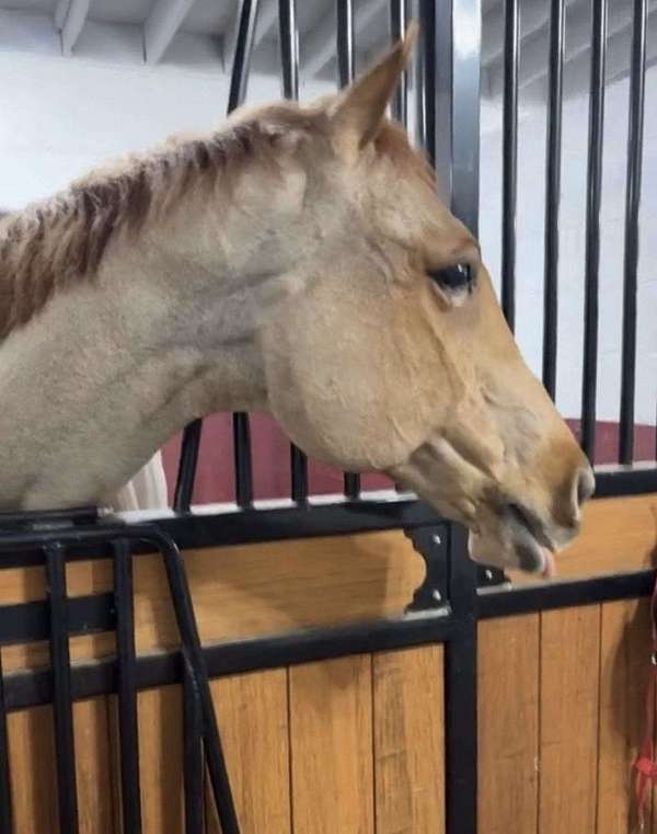 quarter-horse-for-sale