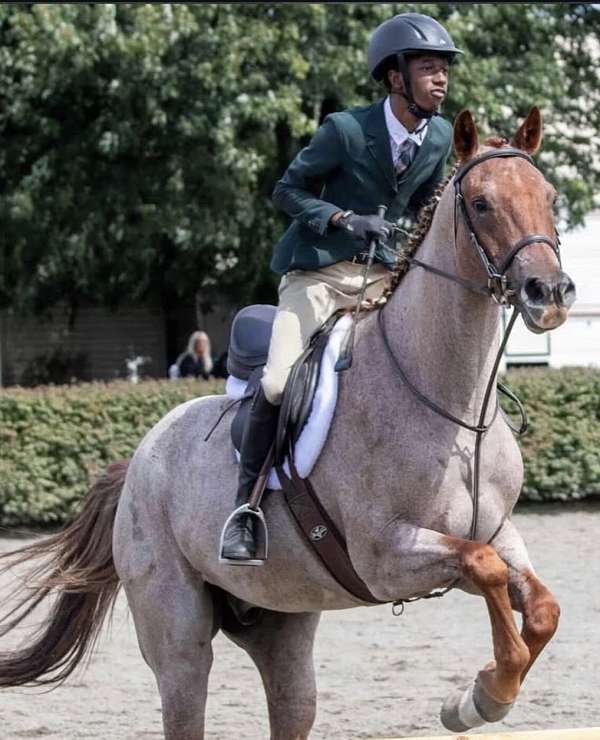 quarter-horse-gelding