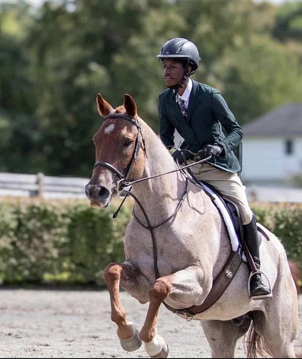 quarter-horse