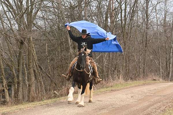 aiken-gypsy-vanner-horse