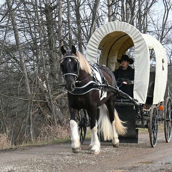 circles-gypsy-vanner-horse