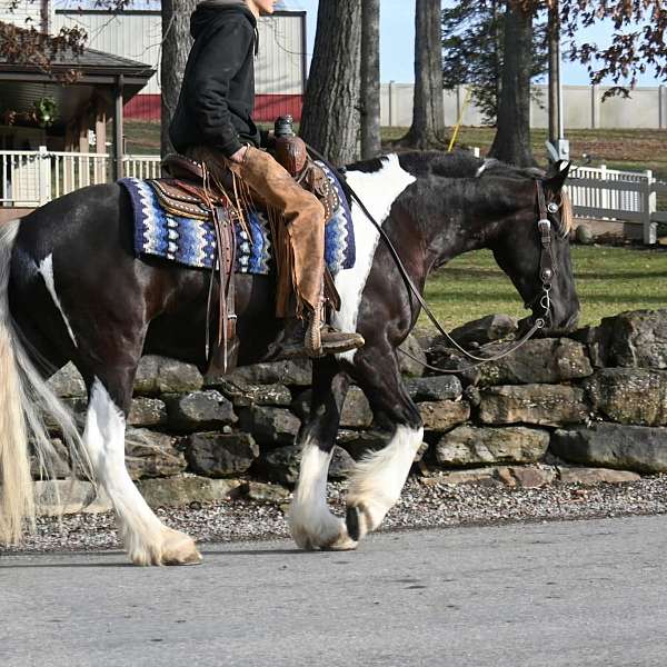four-white-socks-gypsy-vanner-horse